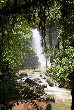 Grüner Regenwald mit Wasserfall